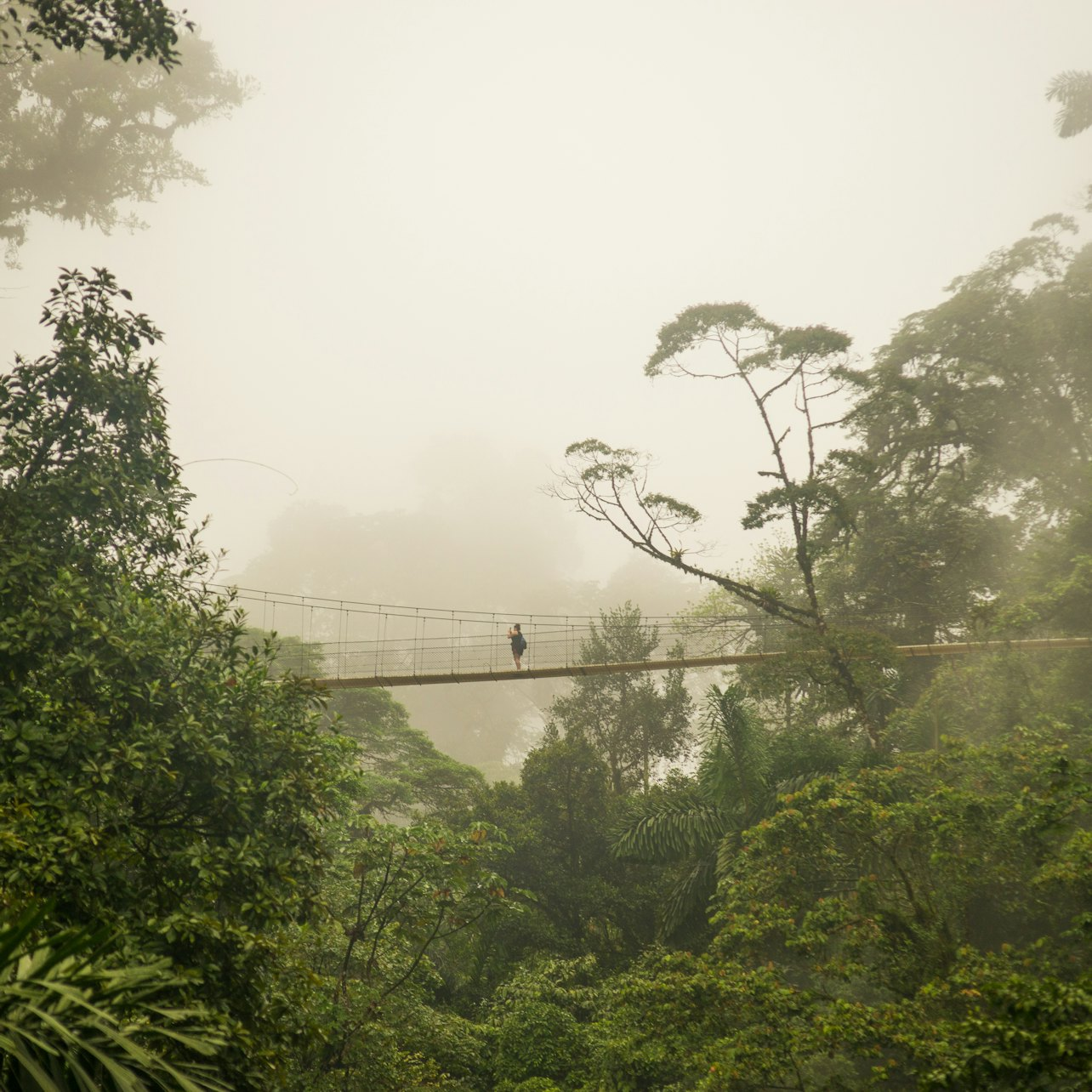 Mistico Hanging Bridges Walk - Photo 1 of 16